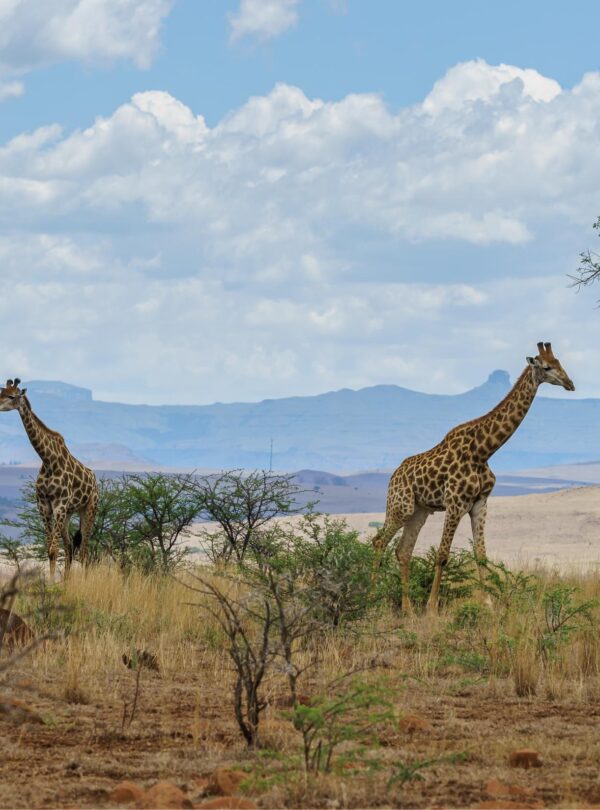Photography Safari