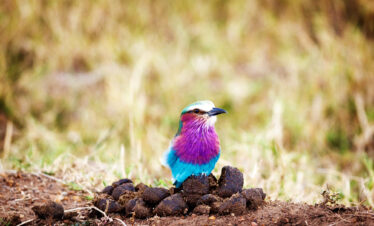 Birding safari