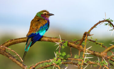Birding safari
