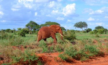 majestic-african-elephant-walking-through-the-sava-2026-01-07-23-13-30-utc (1)