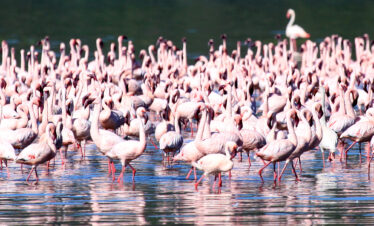 Birding safari