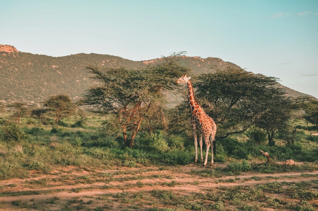 samburu