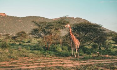 samburu