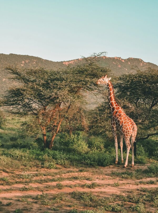 samburu