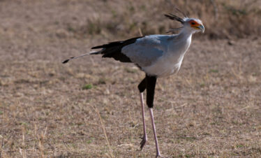 Birding safari