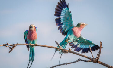 birding safari