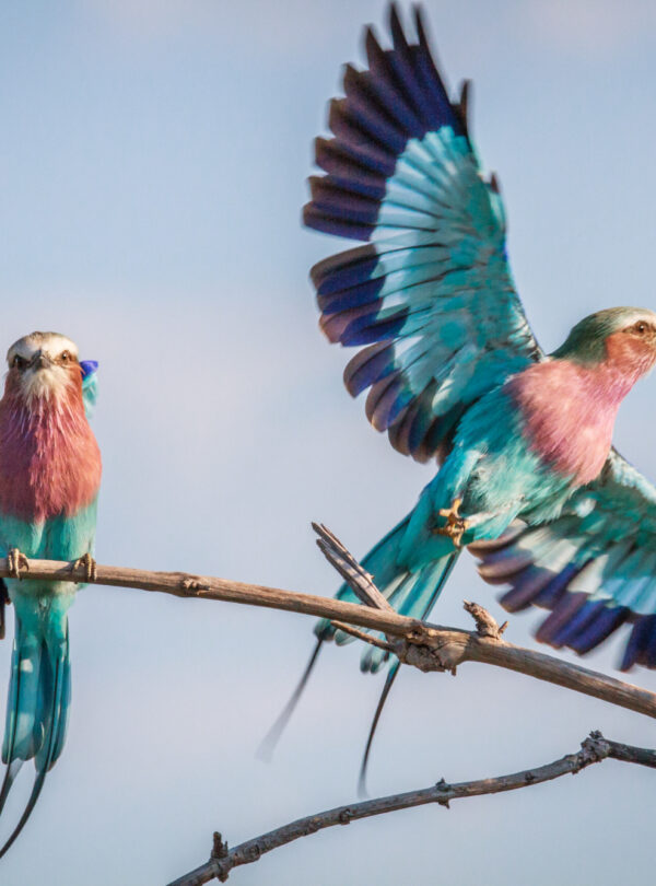 birding safari