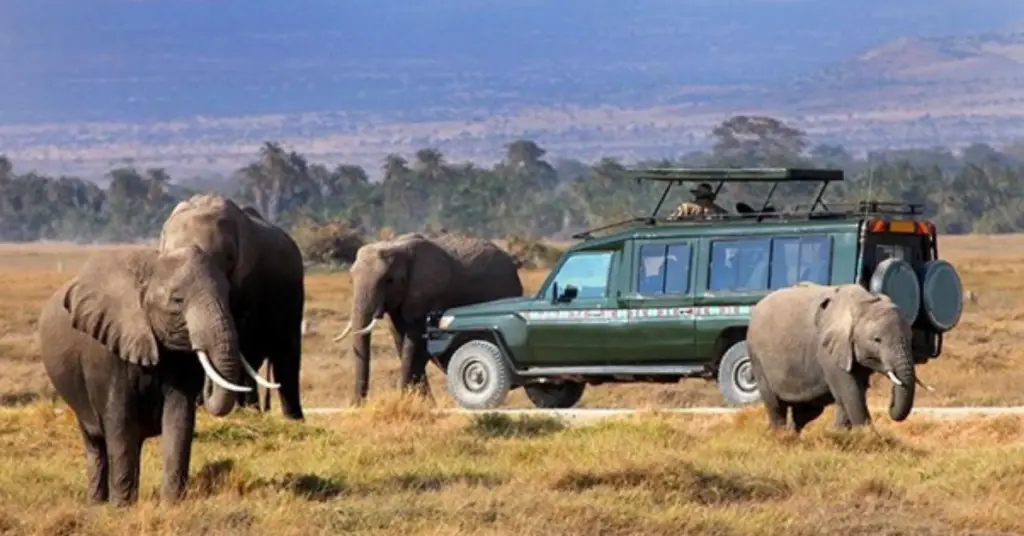 Kenya safari