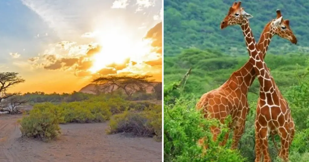 Ol Pejeta Conservancy to Samburu National Reserve  
