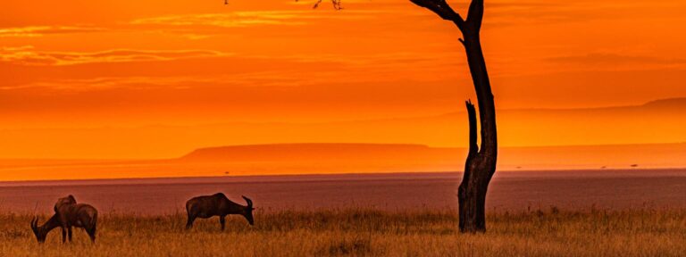 kenya-landscapes-magical-sunset-sunrise-dramatic-c-2026-01-05-06-13-39-utc