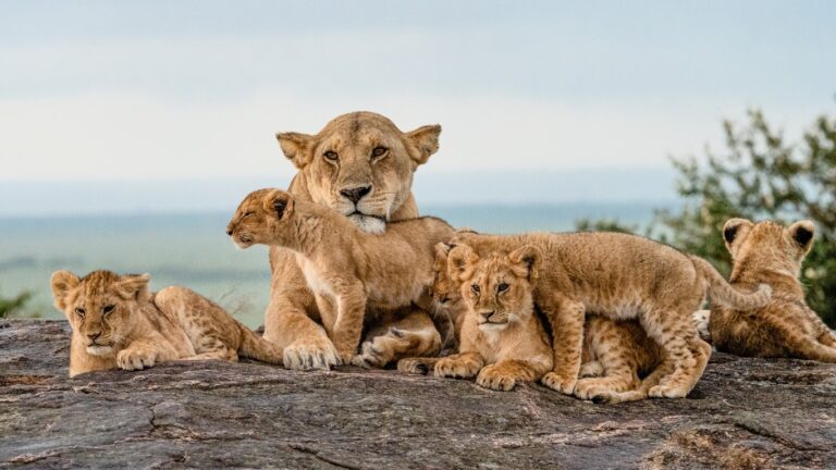 maasai-mara-lion-safari (enticeafricasafaris)
