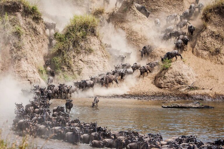 Kenya_MasaiMara_Wildlife-Migration-Wildebeest
