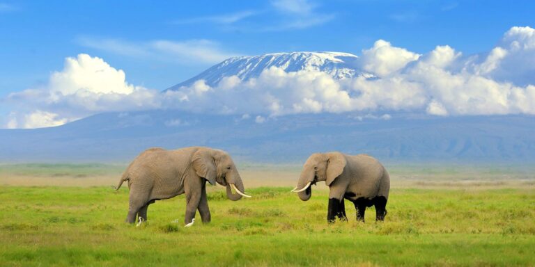 the-amboseli-home-of-lions