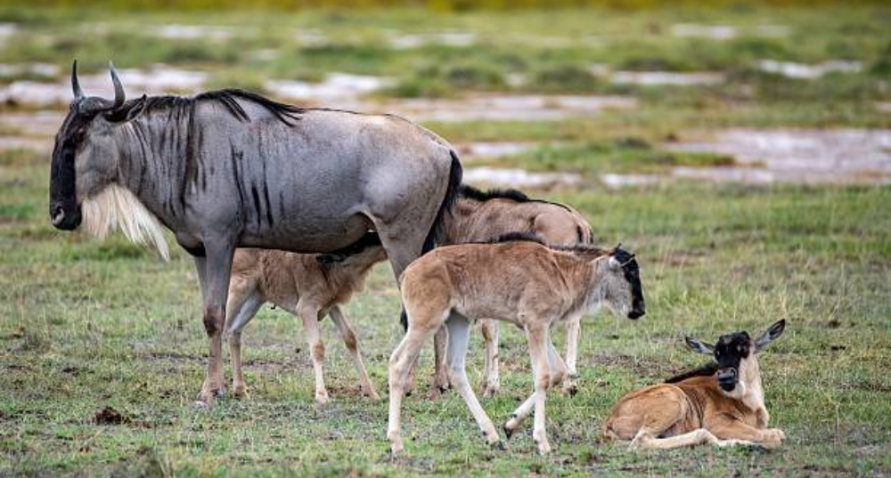 calving season kenya
