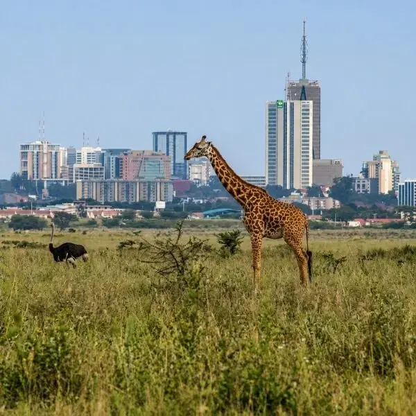 A_giraffe_with_a_beautiful_background_of_Nairobi_City 1 1