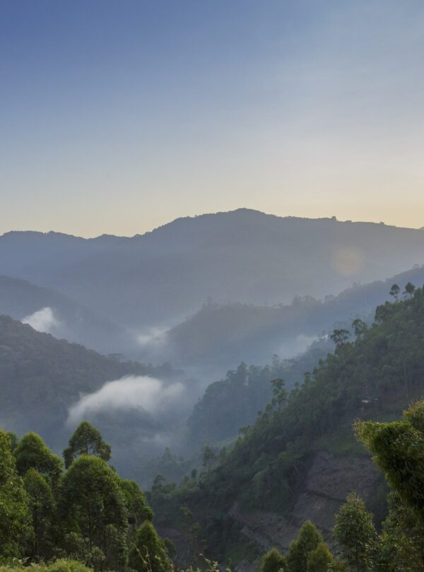 Misty valleys and forested ridges at sunrise in Bwindi Impenetrable National Park, Uganda