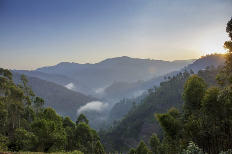 Misty valleys and forested ridges at sunrise in Bwindi Impenetrable National Park, Uganda