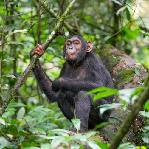 Young wild chimpanzee gripping a vine on a mossy log in Kibale National Park, Uganda