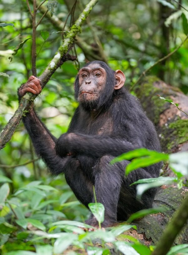 Young wild chimpanzee gripping a vine on a mossy log in Kibale National Park, Uganda