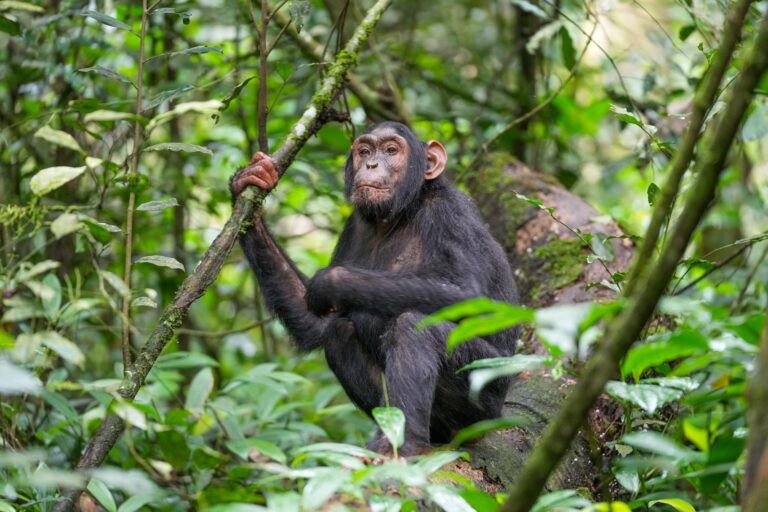Young wild chimpanzee gripping a vine on a mossy log in Kibale National Park, Uganda