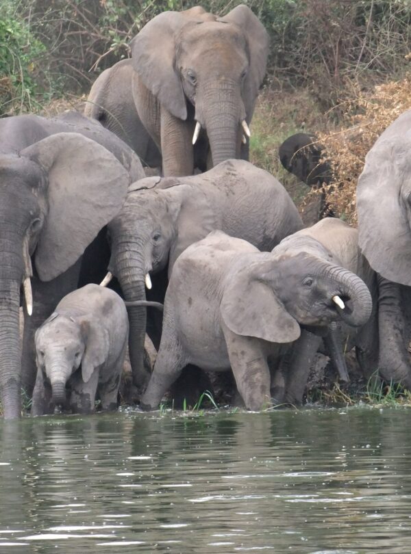 Elephant family drinking at the water's edge of the Kazinga Channel, Queen Elizabeth National Park, Uganda