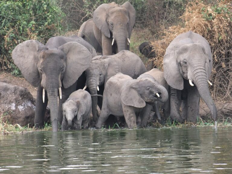 Elephant family drinking at the water's edge of the Kazinga Channel, Queen Elizabeth National Park, Uganda