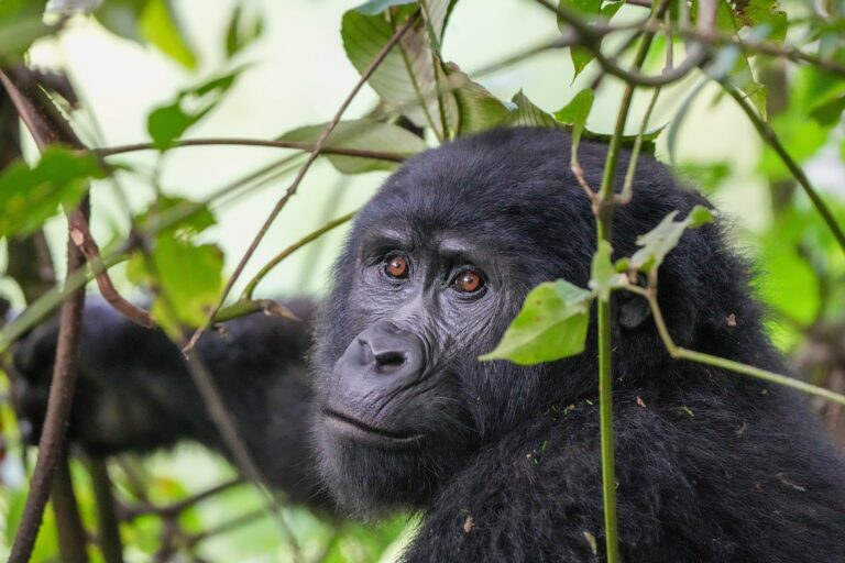 Mountain gorilla peering through leaves in Bwindi Impenetrable National Park, Uganda