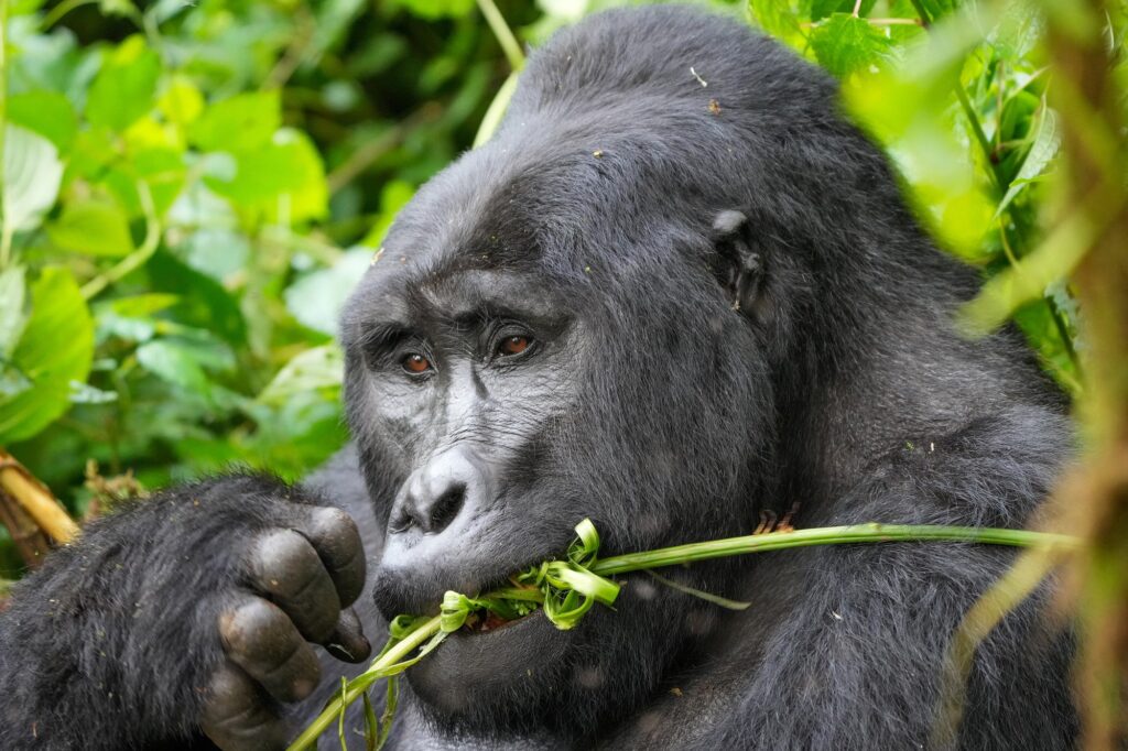 Silverback mountain gorilla chewing a green stem in the forest of Bwindi Impenetrable National Park, Uganda