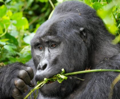 Silverback mountain gorilla chewing a green stem in the forest of Bwindi Impenetrable National Park, Uganda