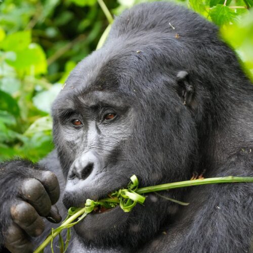 Silverback mountain gorilla chewing a green stem in the forest of Bwindi Impenetrable National Park, Uganda