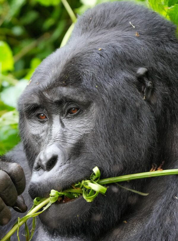 Silverback mountain gorilla chewing a green stem in the forest of Bwindi Impenetrable National Park, Uganda