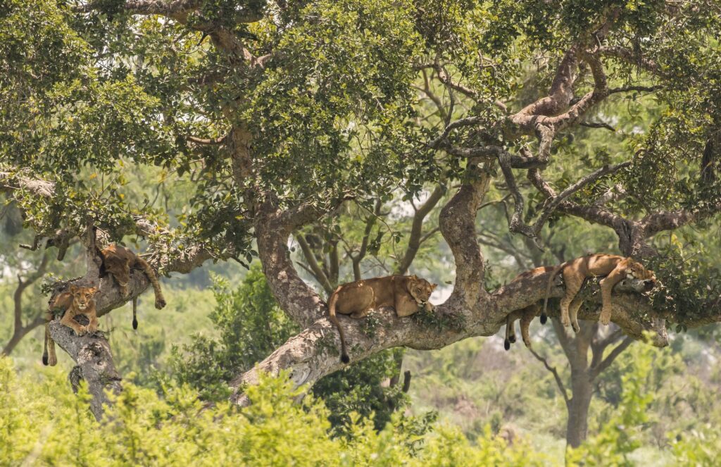 Tree-climbing lions resting on the branches of a fig tree in the Ishasha sector of Queen Elizabeth National Park, Uganda