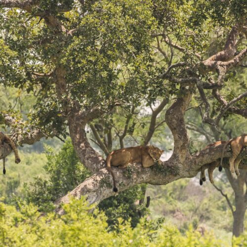 Tree-climbing lions resting on the branches of a fig tree in the Ishasha sector of Queen Elizabeth National Park, Uganda