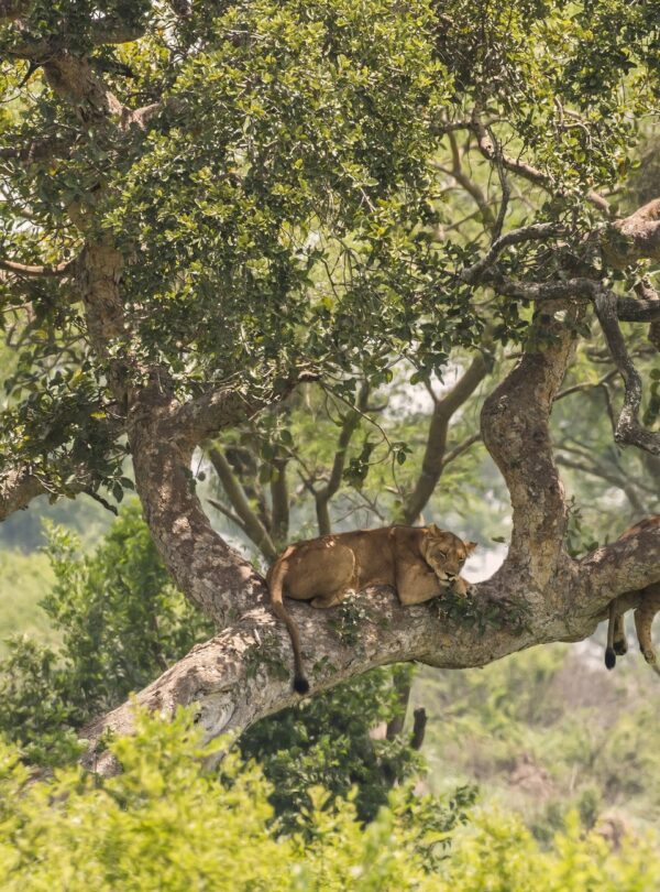 Tree-climbing lions resting on the branches of a fig tree in the Ishasha sector of Queen Elizabeth National Park, Uganda