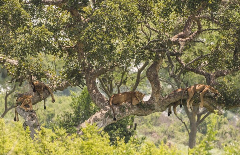 Tree-climbing lions resting on the branches of a fig tree in the Ishasha sector of Queen Elizabeth National Park, Uganda
