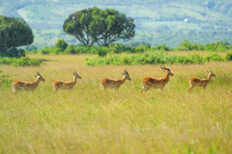 Ugandan kobs walking through golden grass in Queen Elizabeth National Park, Uganda