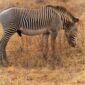 Male Grevy's zebra in Samburu National Reserve, Kenya
