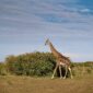 Masai Mara Giraffe