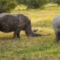 Southern White Rhinos, Ol Pejeta Conservancy, Kenya