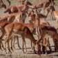 Impala, Ol Pejeta Conservancy, Kenya