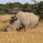 Ceratotherium simum cottoni -Ol Pejeta Conservancy, Kenya