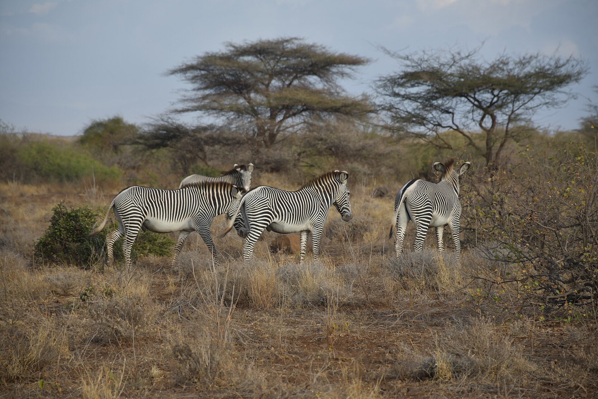 Grevy Zebra of Samburu