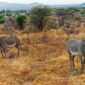 Grevy's zebras in Samburu National Reserve, Kenya