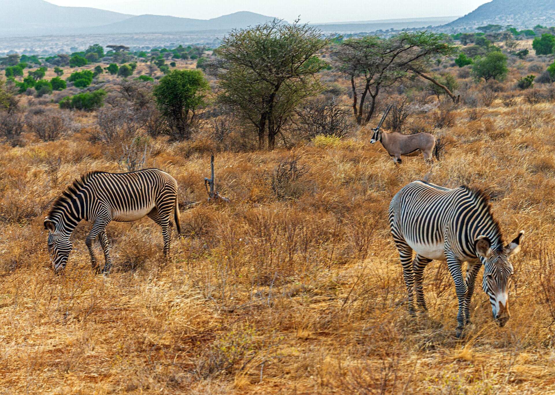 Grevy's zebras in Samburu National Reserve, Kenya