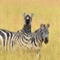 Two zebras
