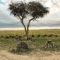 Ol Pejeta Rhino Cemetery & Memorial, Remembering Sudan (the last male northern white rhino) One Year On