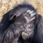 Chimpanzee, Ol Pejeta Conservancy, Kenya