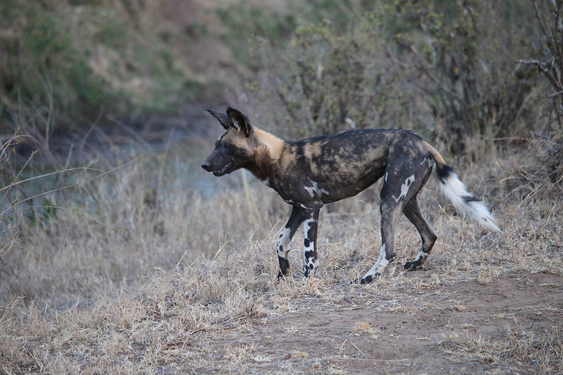 An African wild dog (Lycaon pictus) in Mpala, Laikipia